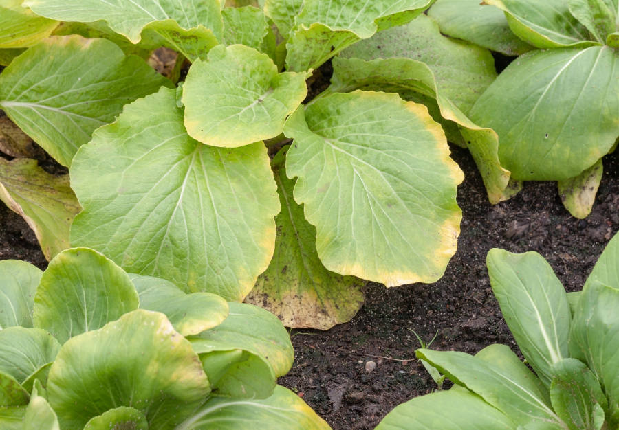 yellowing leaves